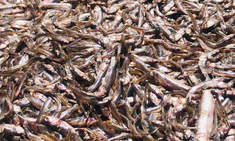 ضبط 1.8 طن أسماك فاسدة قبل إعادة تصنيعها.. تموين الفيوم يحبط كارثة صحية ضبط 1.8 طن أسماك فاسدة قبل إعادة تصنيعها.. تموين الفيوم يحبط كارثة صحية