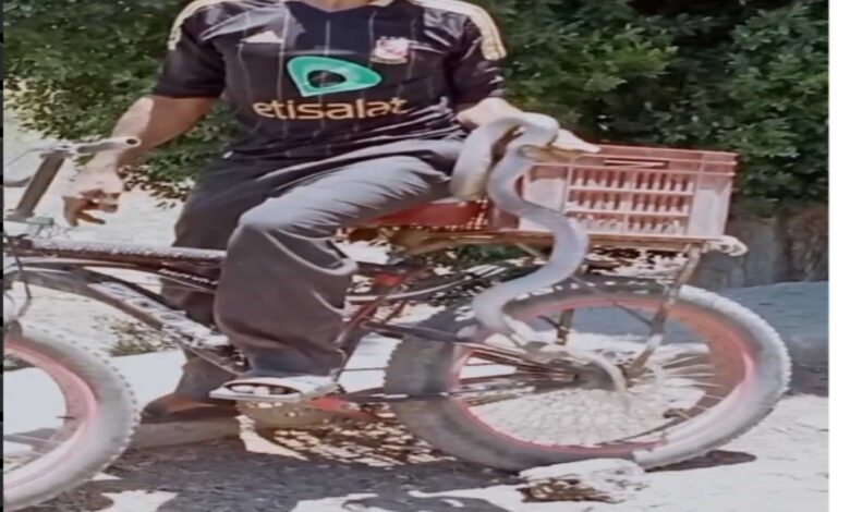 أهالي سنهور القبلية يسيطرون على كوبرا ضخمة بعد ظهورها بجوار الطريق العام