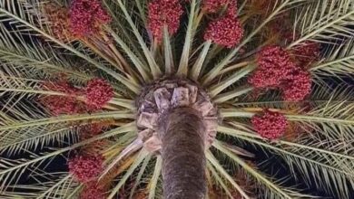 “سيناء بعيون وفاء” ظل النخلة حكاية وطن تروى صمود الأرض وأهلها