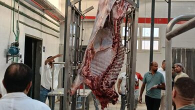 محافظ سوهاج يعلن بدء التشغيل التجريبي لمجزر أخميم بتكلفة 38 مليون جنيه