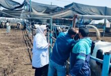 بيطري الشرقية الانتهاء من فحص 2461 ماشية ضد البروسيلا والسل البقرى    