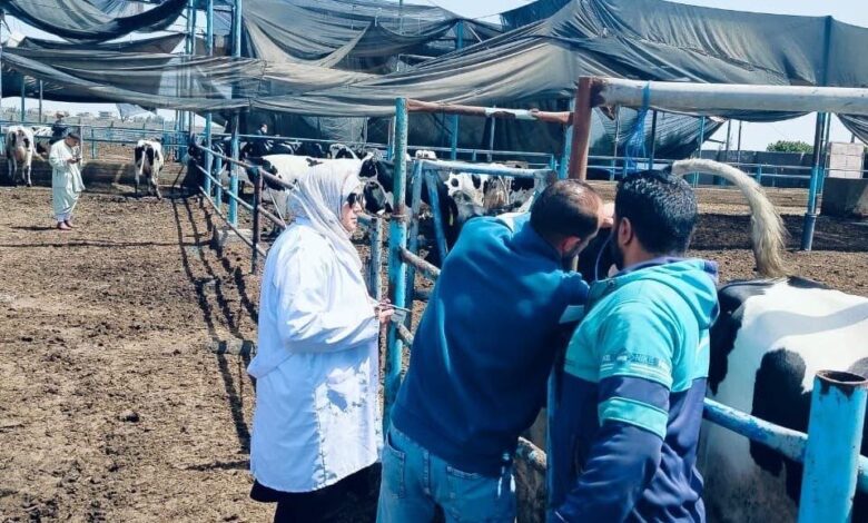 بيطري الشرقية الانتهاء من فحص 2461 ماشية ضد البروسيلا والسل البقرى    