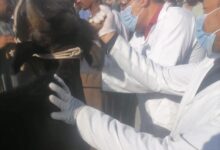 ضمن حملتها ضد الحمى القلاعية وحمى الوادى المتصدع..” بيطرى الأقصر” يطلق لجنة طبية لفحص سوق الماشية بإسنا