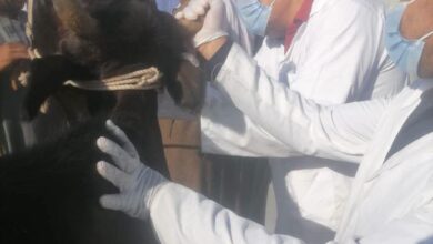 ضمن حملتها ضد الحمى القلاعية وحمى الوادى المتصدع..” بيطرى الأقصر” يطلق لجنة طبية لفحص سوق الماشية بإسنا