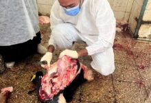 الطب البيطري ينقذ أهالي العريش من لحوم مسمومة.. إعدام بقرة مصابة بالسل
