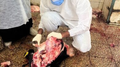 الطب البيطري ينقذ أهالي العريش من لحوم مسمومة.. إعدام بقرة مصابة بالسل