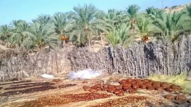 سيناء بعيون وفاء : الصفيحة الذهبية.. الكنز المخبأ في كل مطبخ