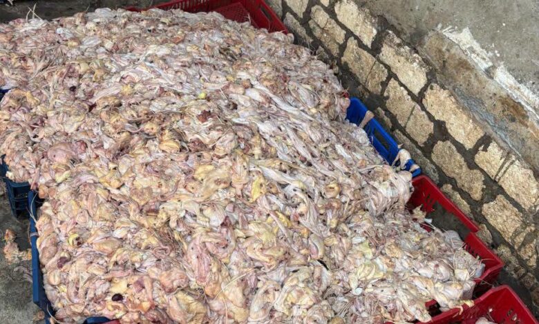 للشاورما واللانشون والبانيه.. “جهاز حماية المستهلك” يضبط مصنعاً غير مرخص و2طن هياكل وأجزاء دواجن فاسدة للشاورما واللانشون والبانيه.. “جهاز حماية المستهلك” يضبط مصنعاً غير مرخص و2طن هياكل وأجزاء دواجن فاسدة