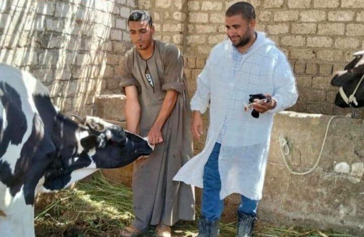 محافظ المنيا: تحصين أكثر من 76 ألف رأس ماشية ضمن الحملة القومية لمكافحة الحمى القلاعية وحمى الوادي المتصدع
