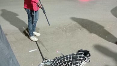 تحرك عاجل لضبط كلب ضال بعد مهاجمته لثلاثة مواطنين بينهم طفل بأرمنت